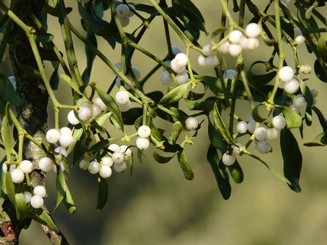 New Year's Eve in Ireland mistletoe used to find love